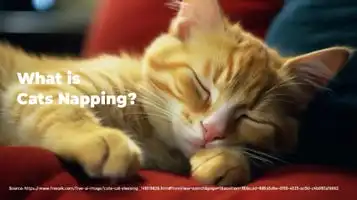 Purr-fect Guide: All you need to know about Cat Napping!